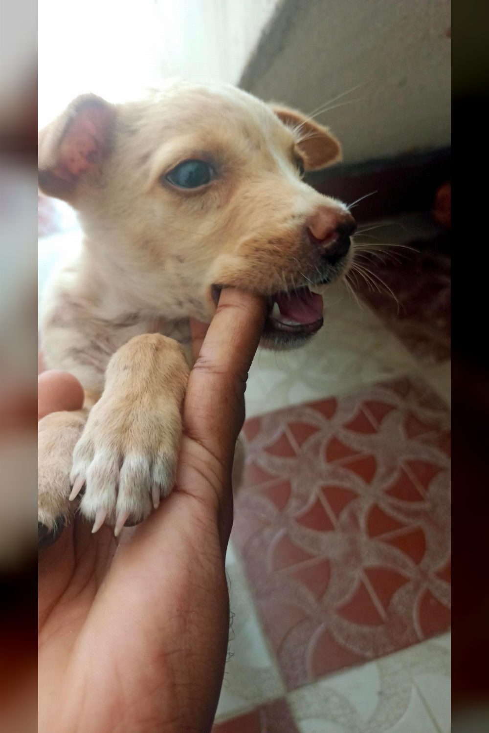 Last of the Litter: A Puppy Still Waiting in Maraimalai Nagar — Chennai