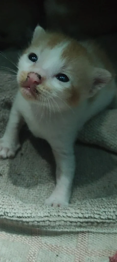 Anyone in (Kolkata) interested in adopting two kittens - kitten in Kolkata