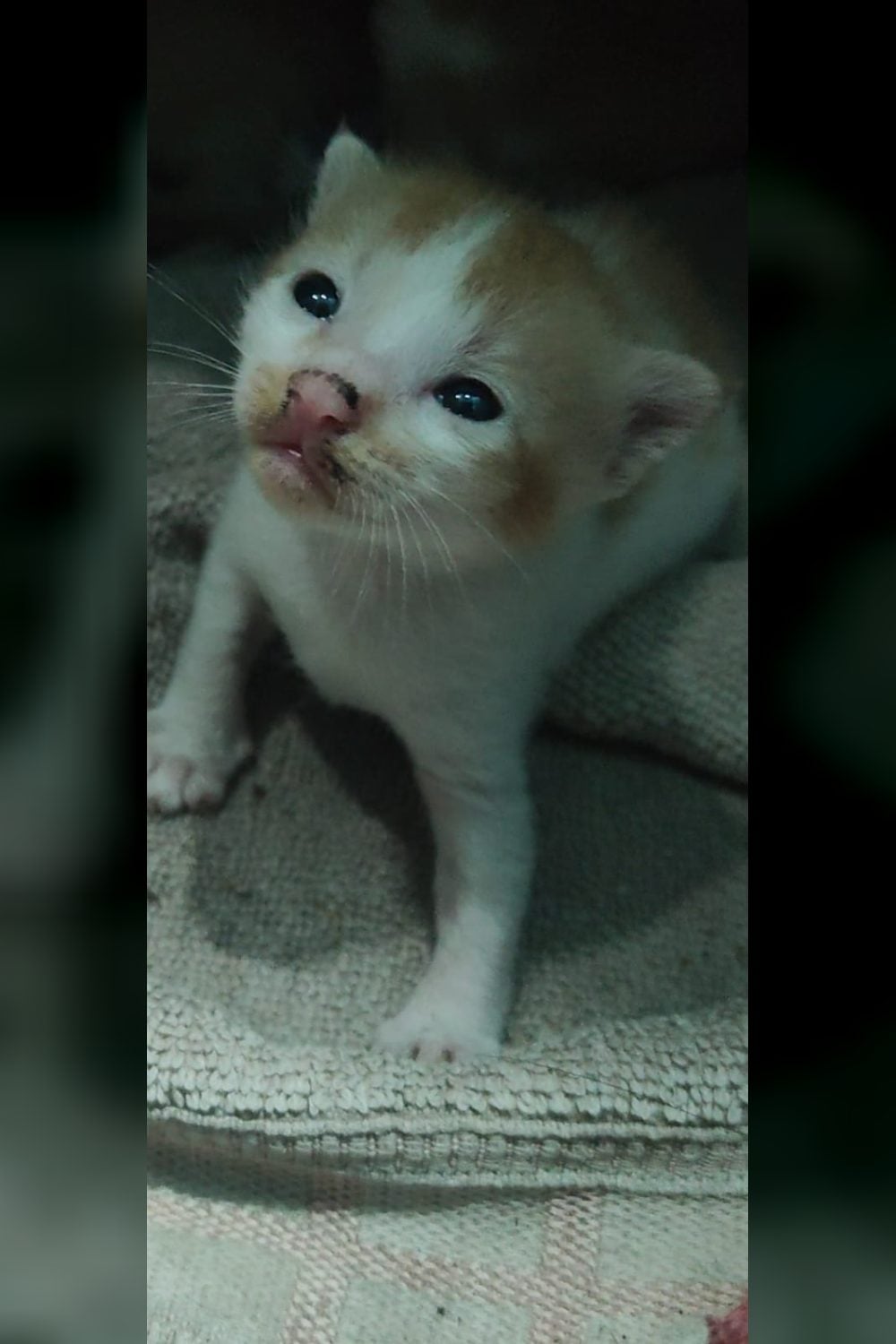 Two One-Month-Old Kittens Are Looking for Their First Home — Kolkata