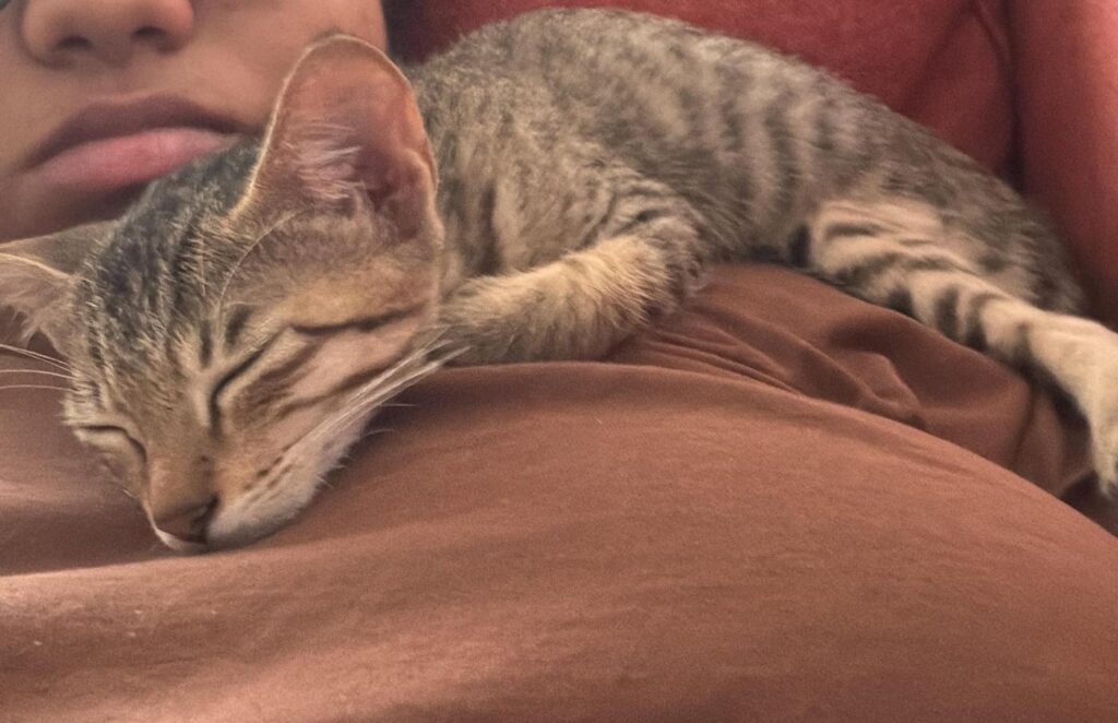 Tabby kitten sleeping on his rescuer's shoulder in Bengaluru