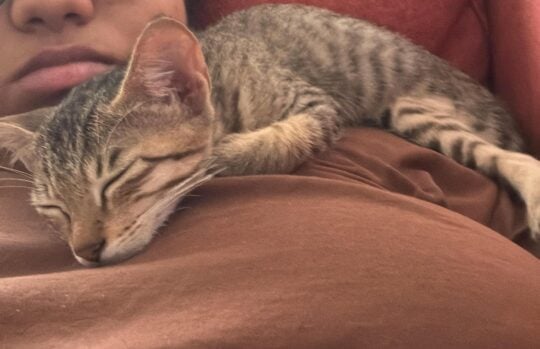 Litter Trained, Cuddly, and Ready for His First Vaccine, adoptable cat in Bengaluru