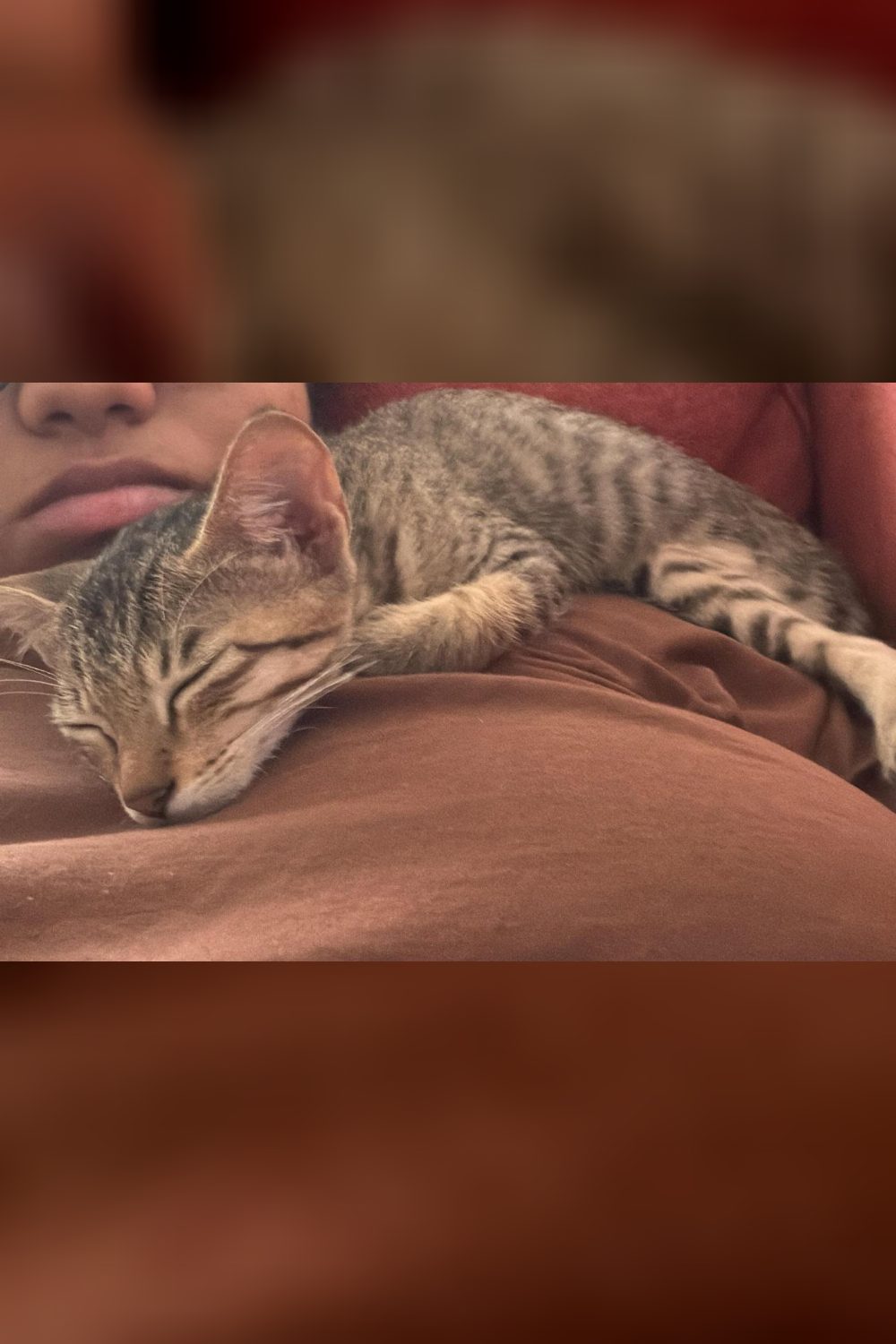 Litter Trained, Cuddly, and Ready for His First Vaccine — Bengaluru