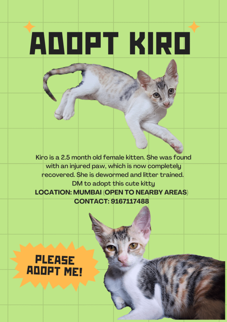 Urgent kitten adoption - kitten in Mumbai