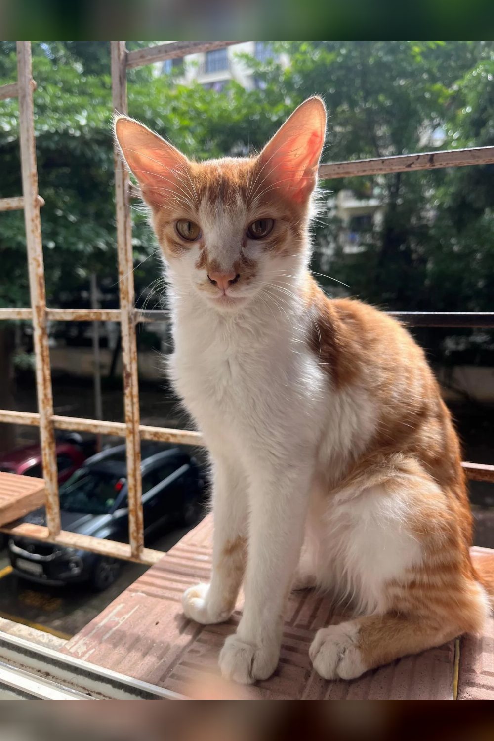 A Rescued Kitten Needs a Home by August 25 — Pune