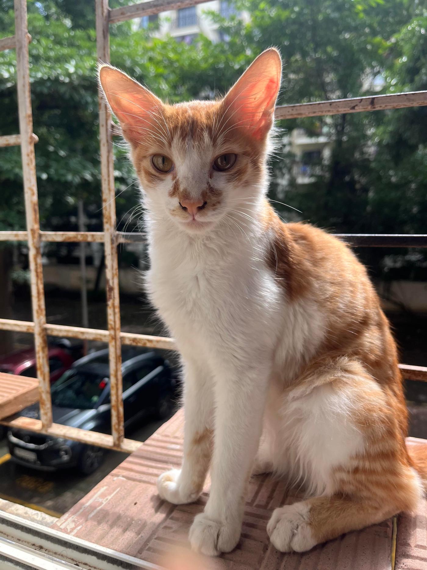 A Rescued Kitten Needs a Home by August 25 — Pune