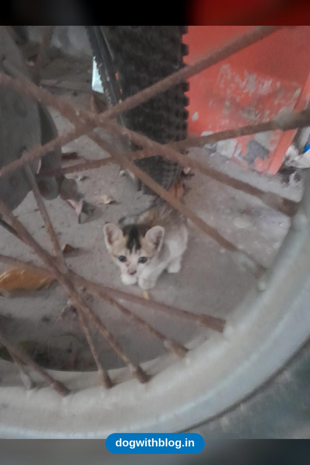 A Four-Week-Old Orphaned Kitten Needs an Urgent Home — Kolkata