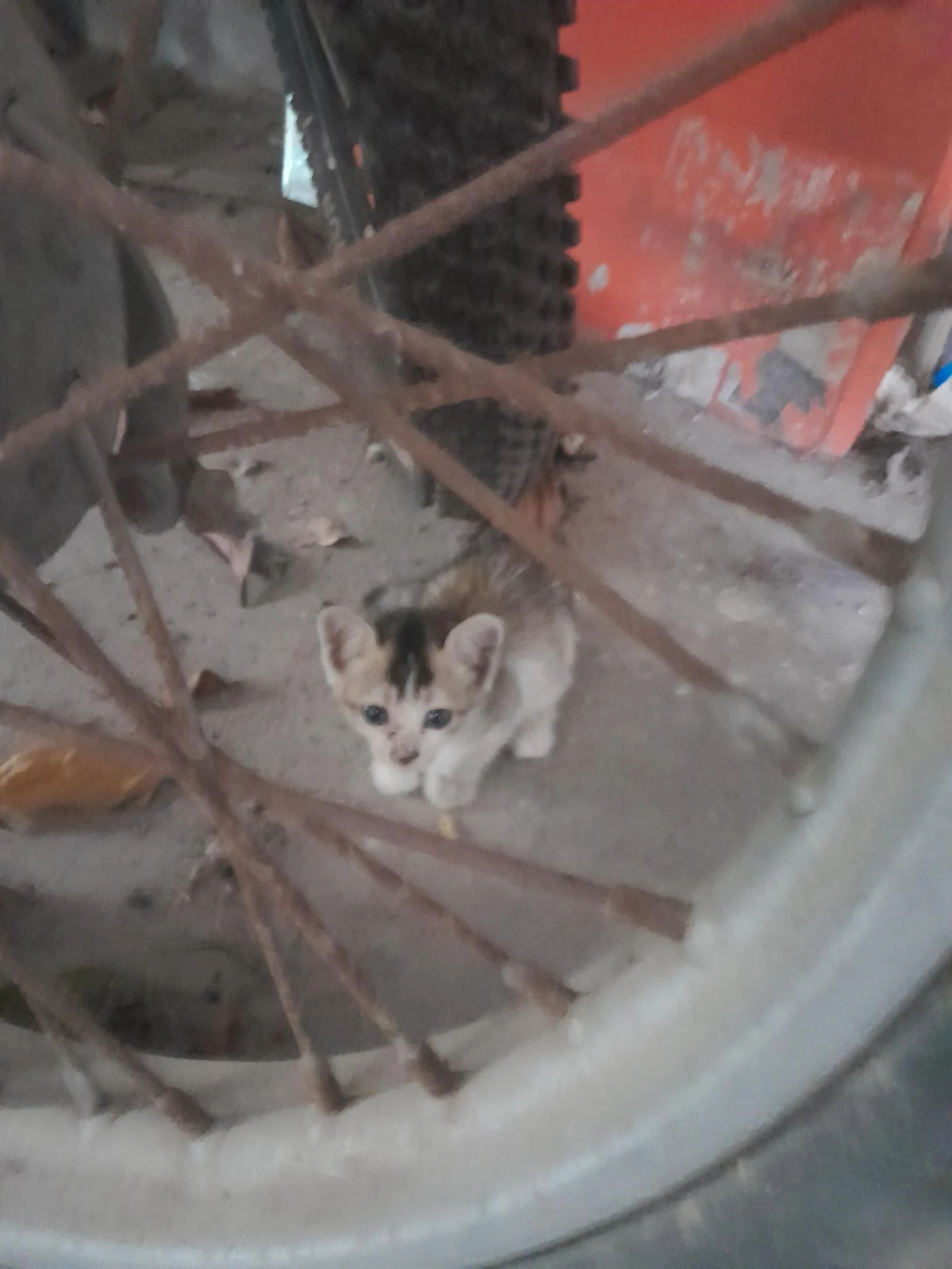 A Four-Week-Old Orphaned Kitten Needs an Urgent Home — Kolkata