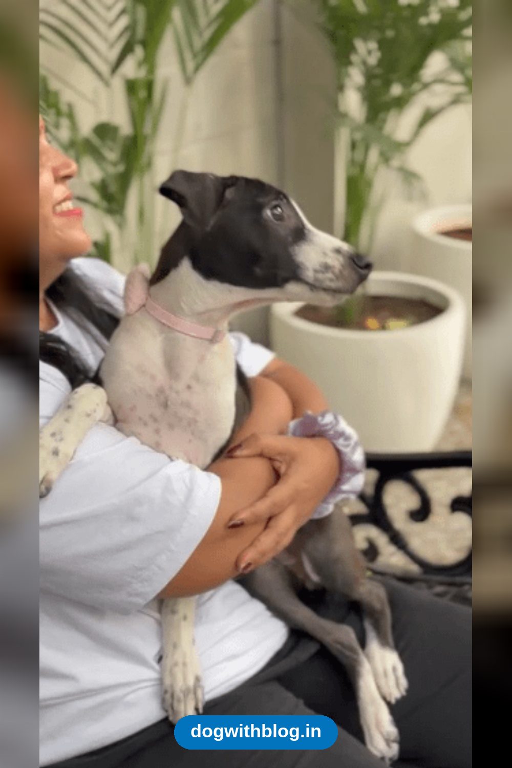 Chikki, a Four-Month-Old Indie Puppy Looking for a Home — Delhi NCR