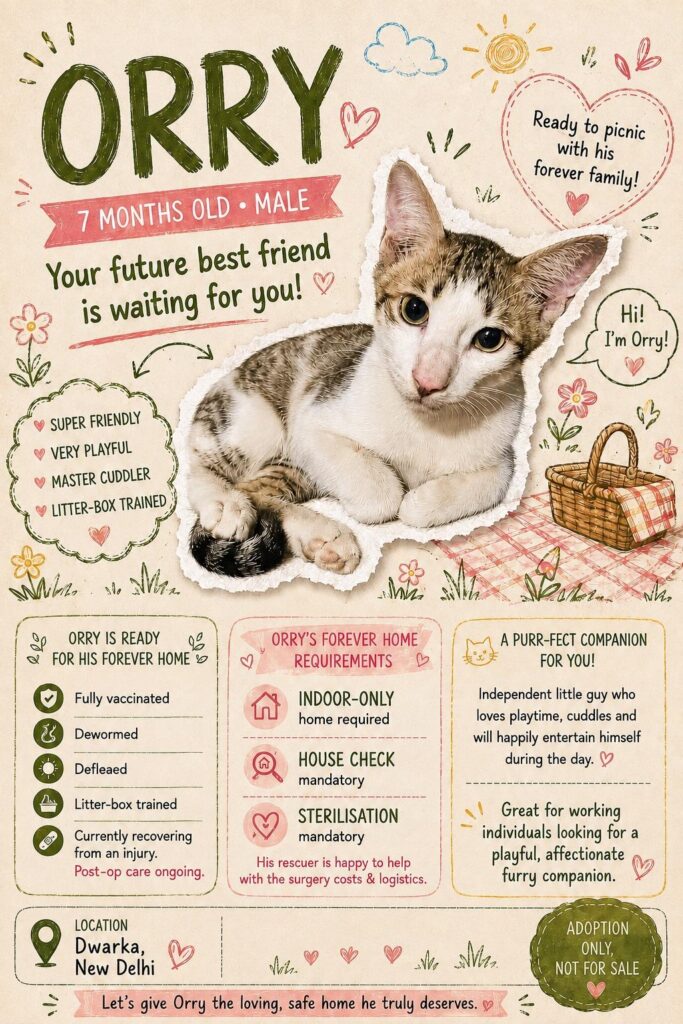 Adoption poster for Orry, a brown tabby and white kitten sitting on a picnic blanket, giving his age as seven months and his sex as male