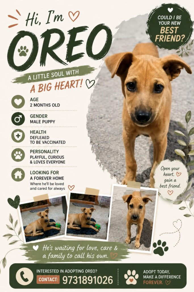 Oreo, a tan indie puppy, standing outdoors in Bangalore with a photo collage of him playing.