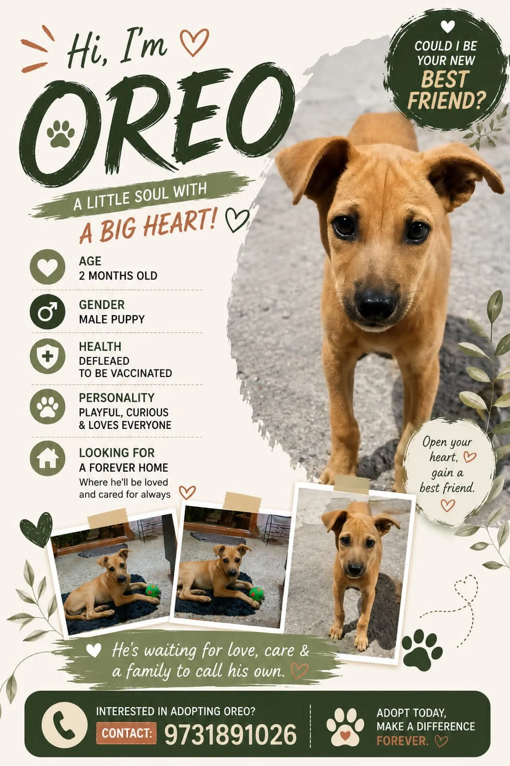Oreo, a 2-Month-Old Indie Puppy, Waiting for a Forever Home in Bengaluru