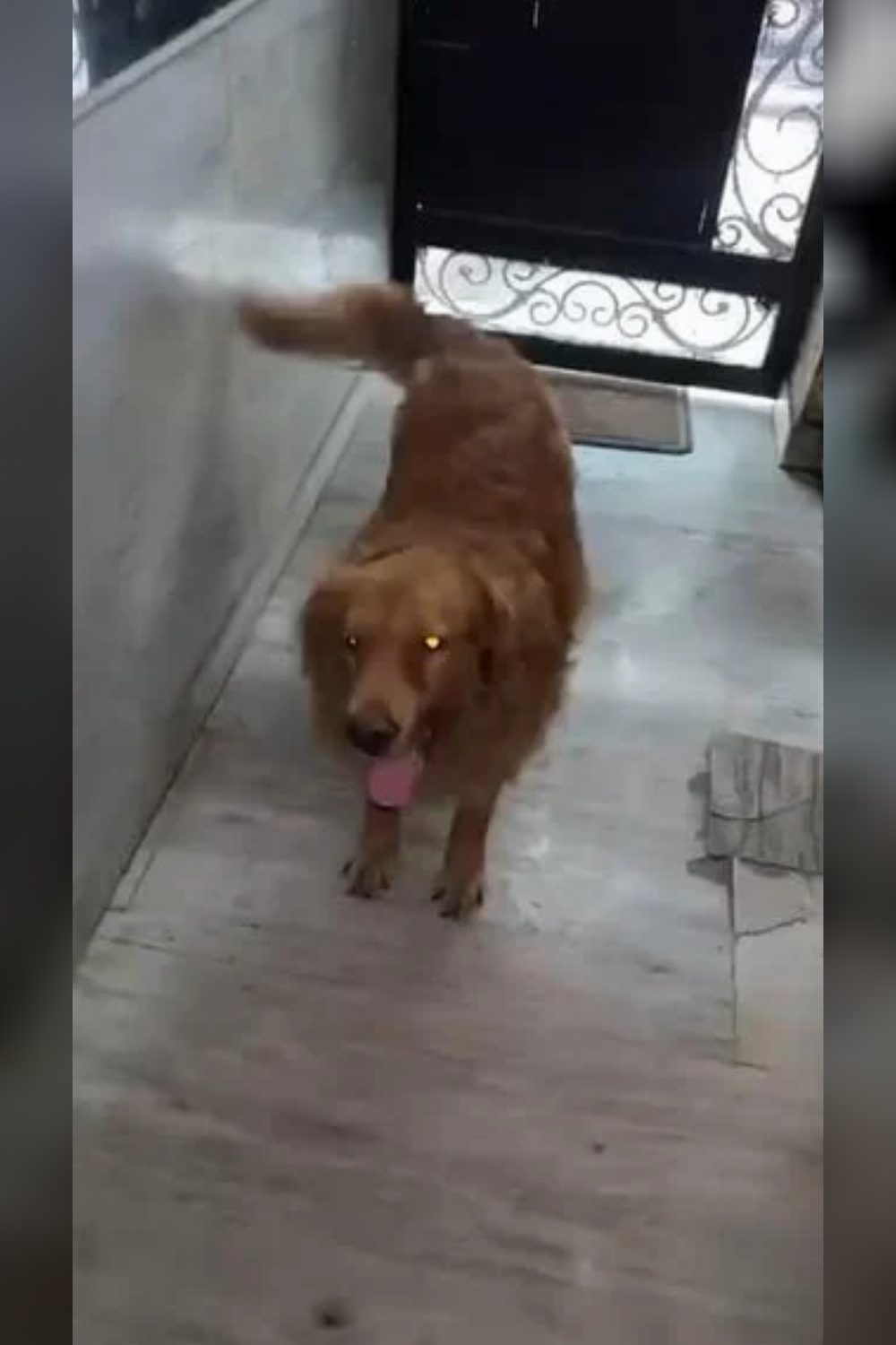 Bruno, a 4-Year-Old Golden Retriever, Needs a Home — Delhi NCR