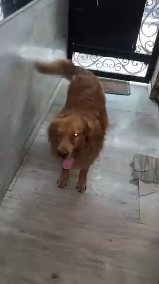 Bruno, a 4-year-old Golden Retriever in Delhi, up for adoption