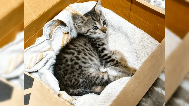 Adoption Appeal - pet in Bengaluru (listing 98638)