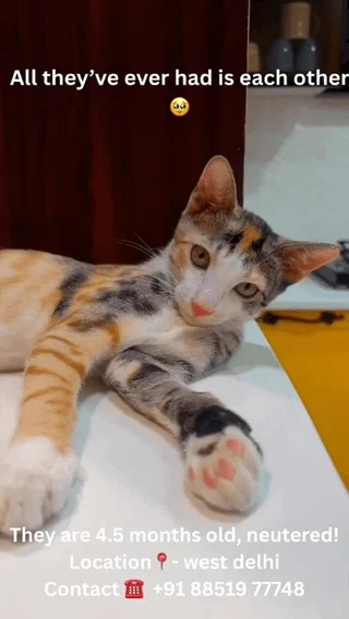 A video still of a calico kitten, with text noting the bonded pair are 4.5 months old, neutered, and in West Delhi
