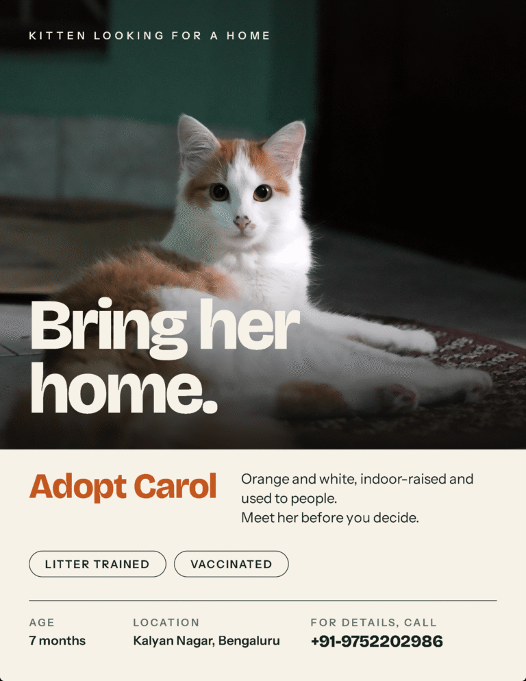 Banjo, Carol and Neo, three seven-month-old kittens in Kalyan Nagar, adoptable cat in Bengaluru
