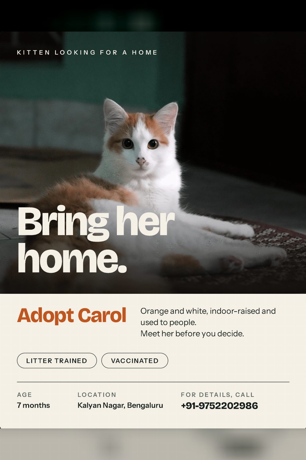 Banjo, Carol and Neo, three seven-month-old kittens in Kalyan Nagar — Bengaluru