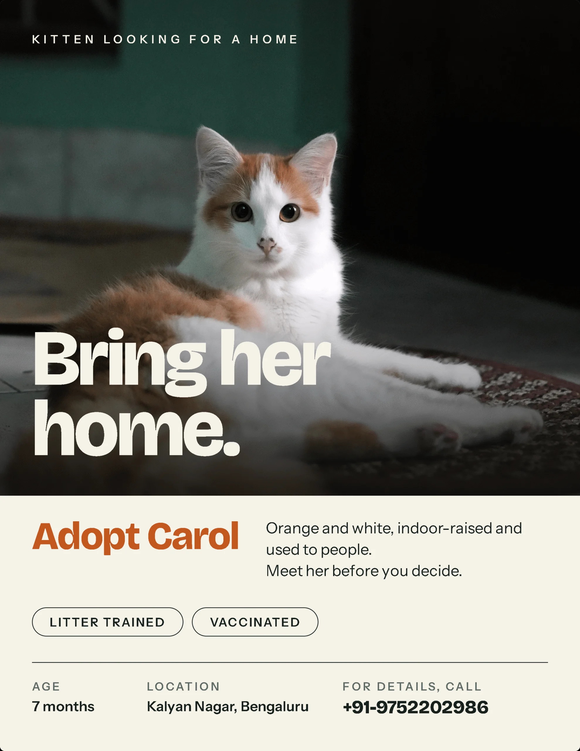 Banjo, Carol and Neo, three seven-month-old kittens in Kalyan Nagar in Bengaluru