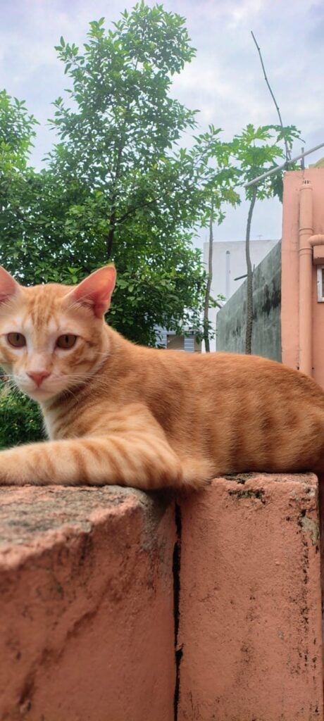 Ginger cat and grey tabby kittens up for adoption, city unknown