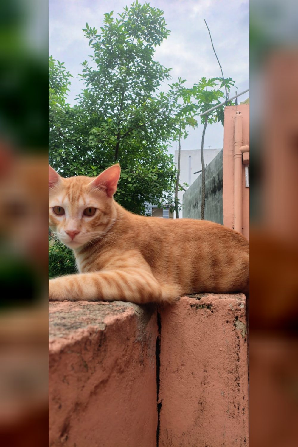 Multiple Cats and Kittens Looking for a Home — Bilaspur