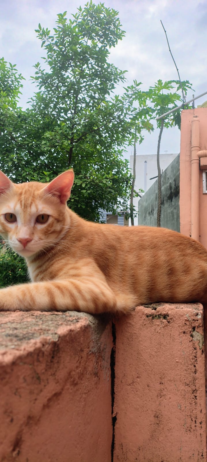 Multiple Cats and Kittens Looking for a Home — Bilaspur