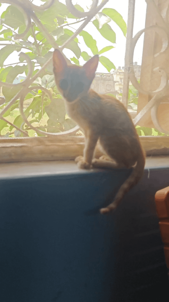 Ginger kitten sitting on a windowsill in Ranchi