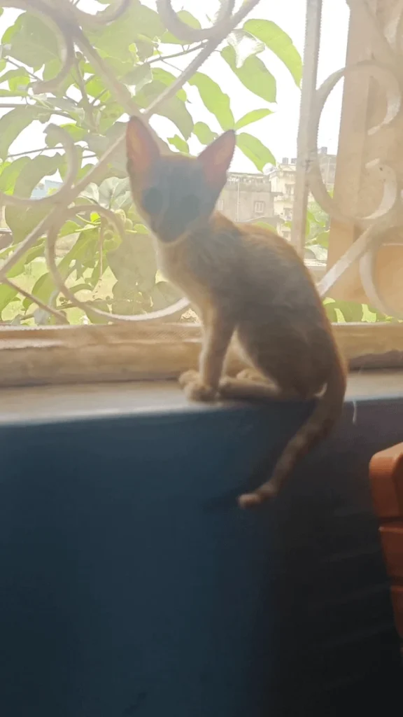 Ginger kitten sitting on a windowsill in Ranchi