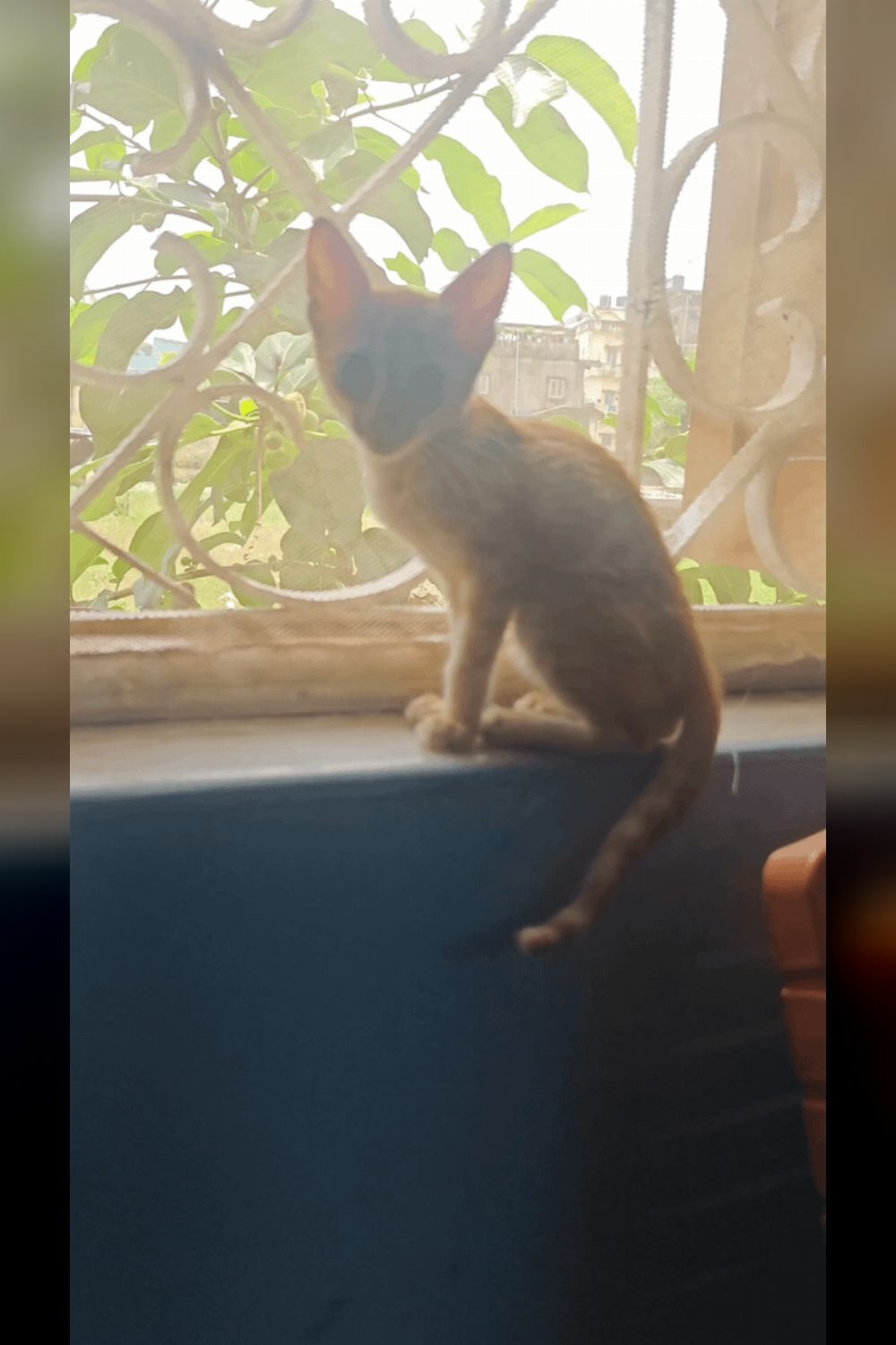 A Rare Ginger Girl Is Looking for a Home — Ranchi