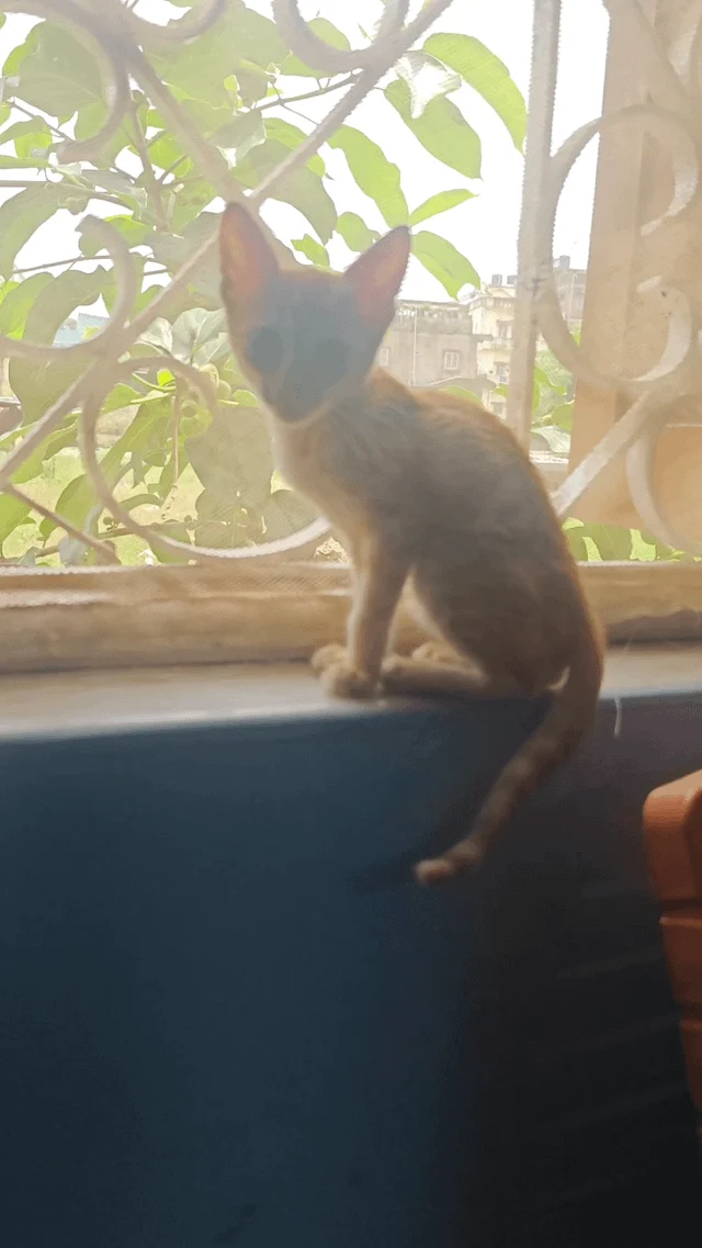 A Rare Ginger Girl Is Looking for a Home in Ranchi