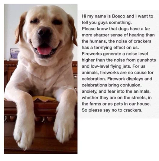 Bosco the dog appeals for a noise-free Diwali