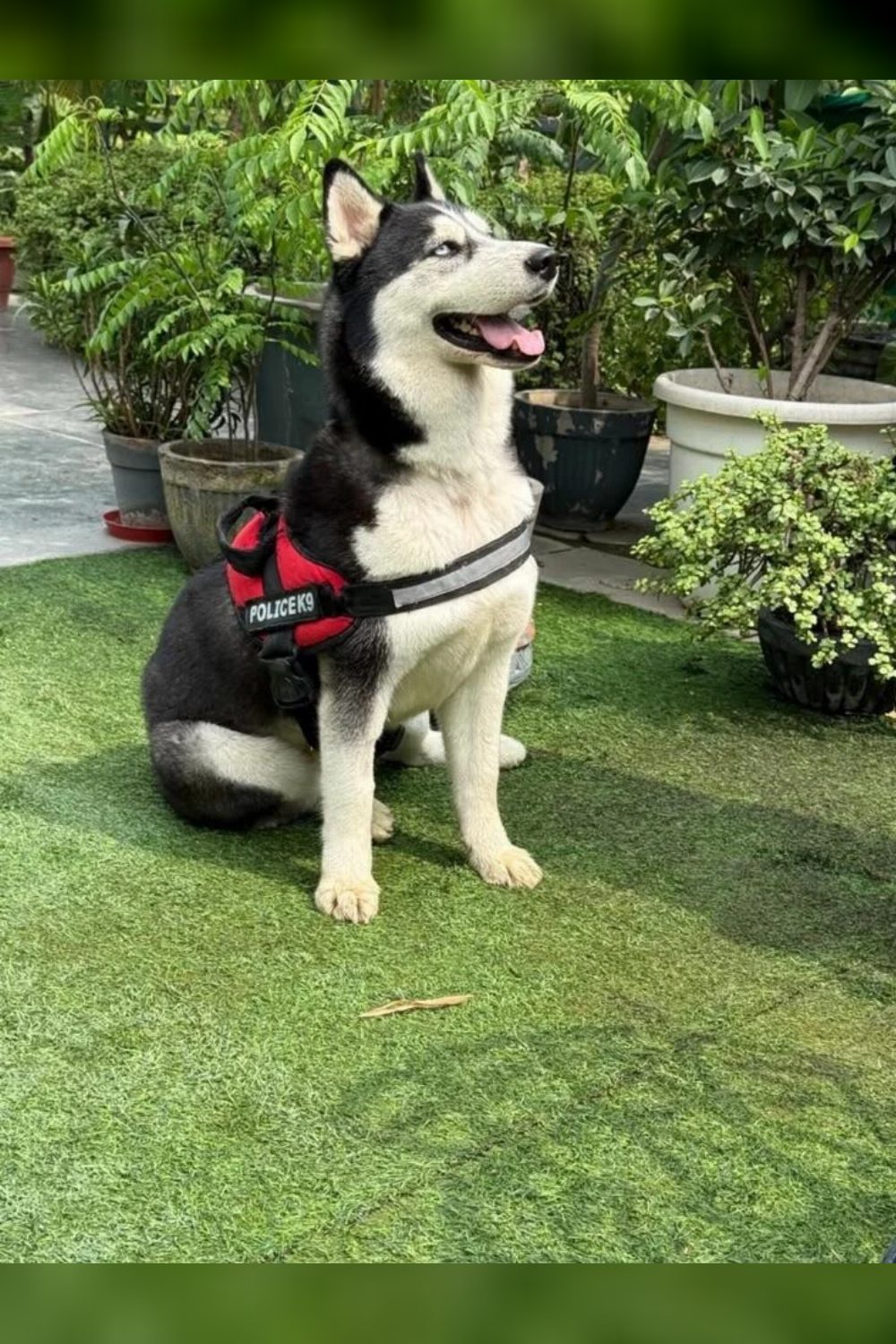 Sasha, a 1-year-old Husky, needs a new home in West Delhi