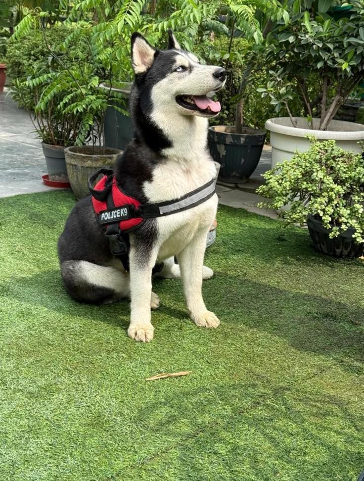 1-year-old Husky Sasha, up for adoption in West Delhi