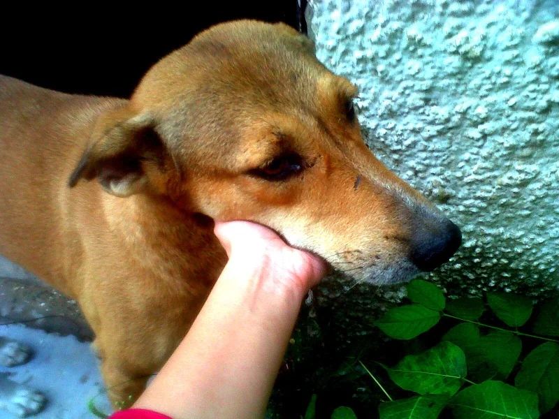 Brownie, an Indian street dog, back on his street after three and a half weeks in hospital
