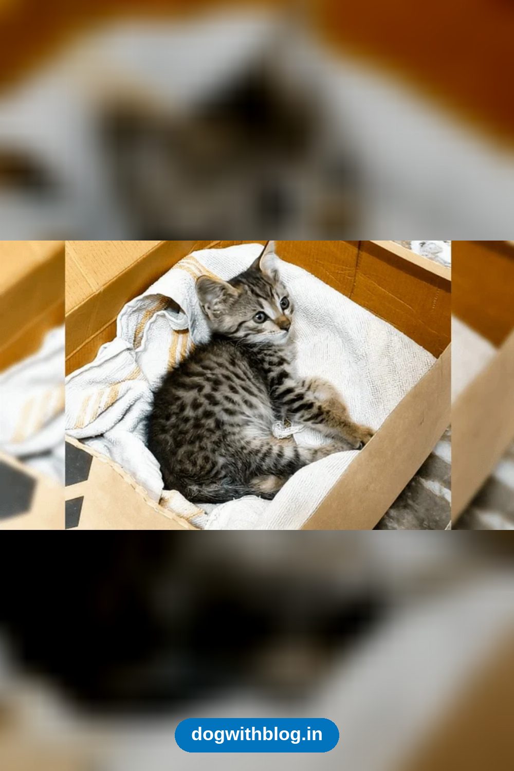 Button, a One-Month-Old Kitten Who Needs a Cat-Proofed Home — Bengaluru