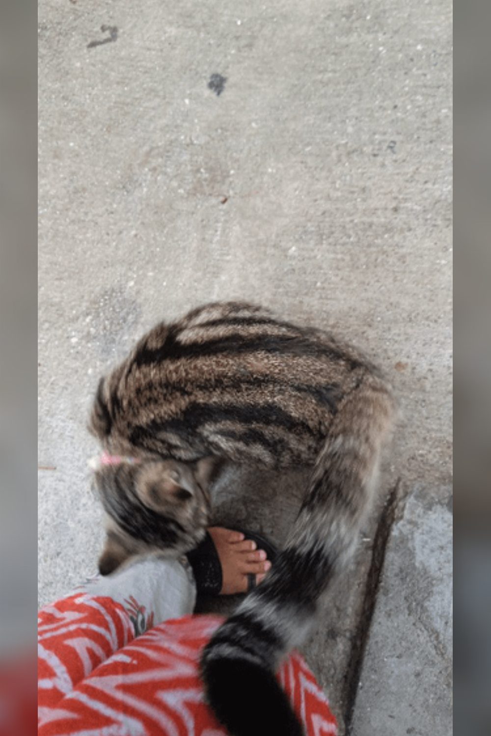 Panther, Abandoned and Begging for Food on the Street, Needs a Home — Bengaluru