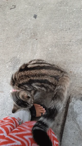 Urgent Cat Adoption Appeal - kitten in Bengaluru