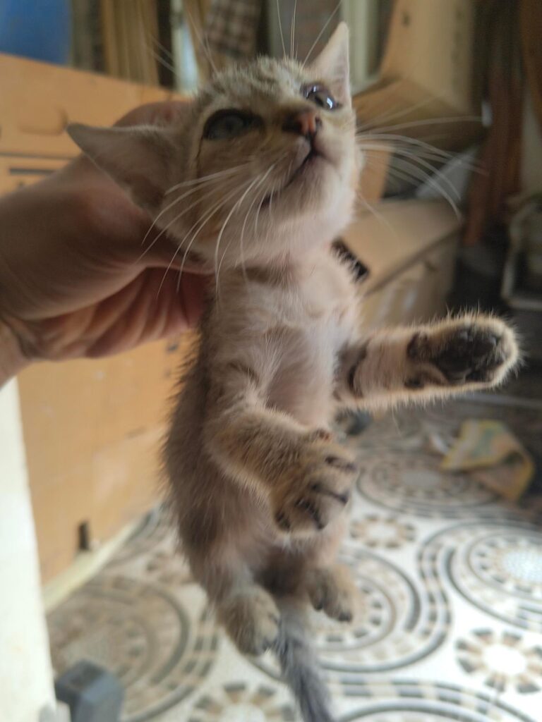 Three six-week-old kittens for adoption in Chennai