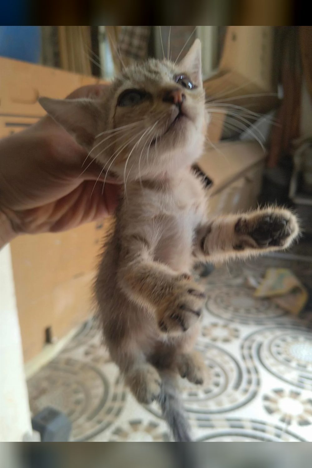 Three Six-Week-Old Kittens for Adoption — Chennai