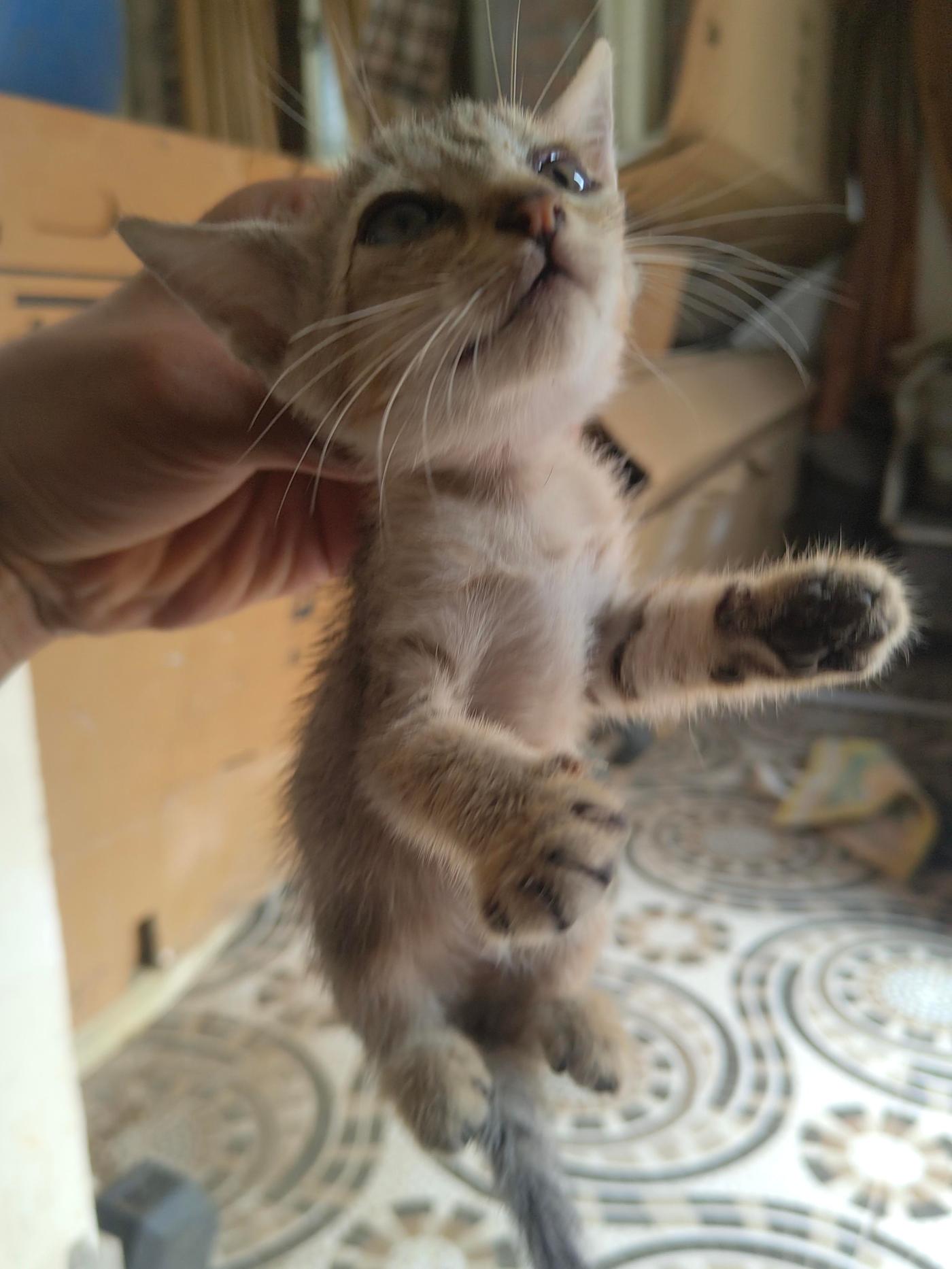 Three Six-Week-Old Kittens for Adoption — Chennai