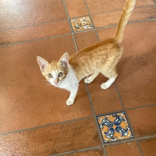 Vinnie is the only one of her litter still here, adoptable cat in Bengaluru