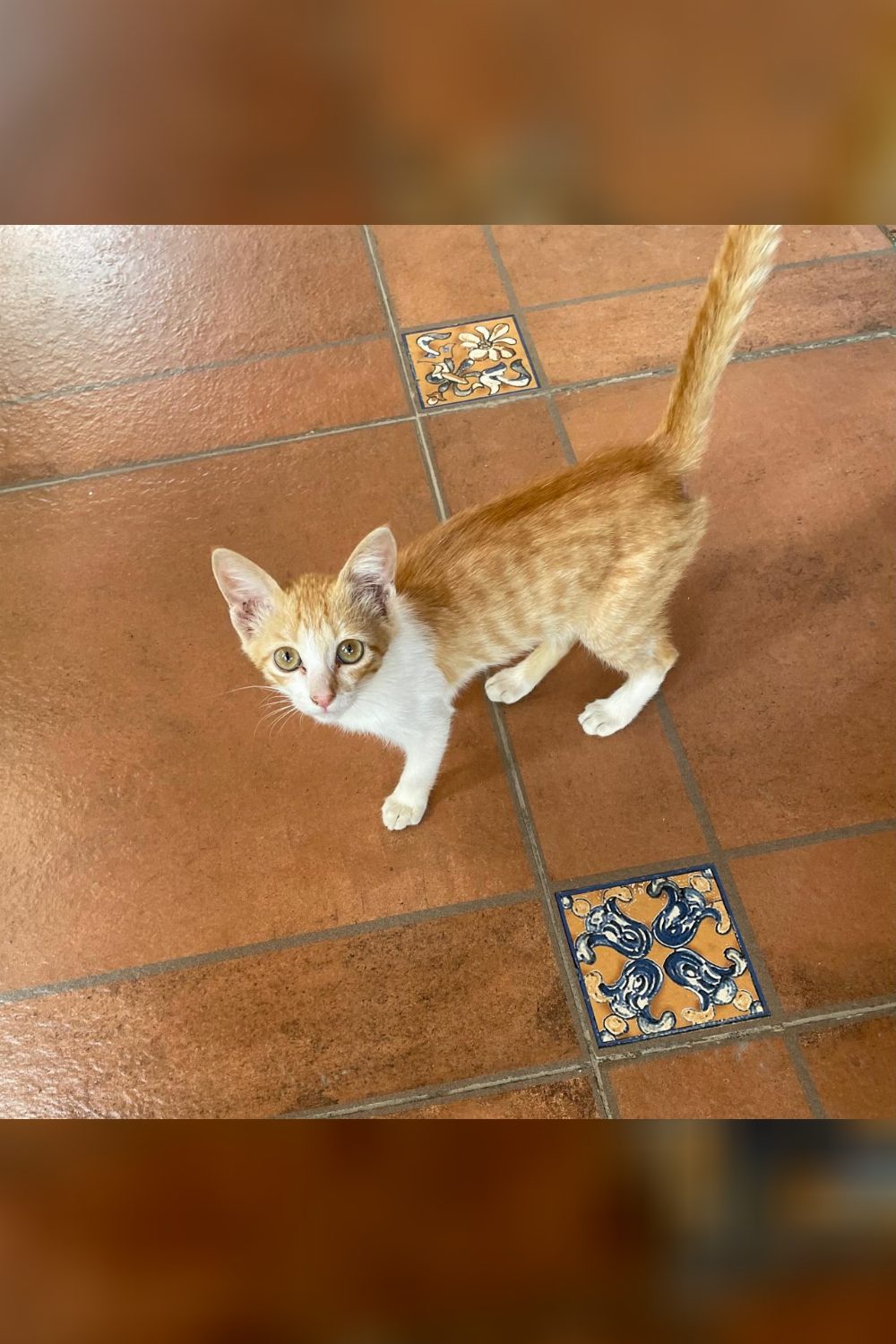 Vinnie is the only one of her litter still here — Bengaluru