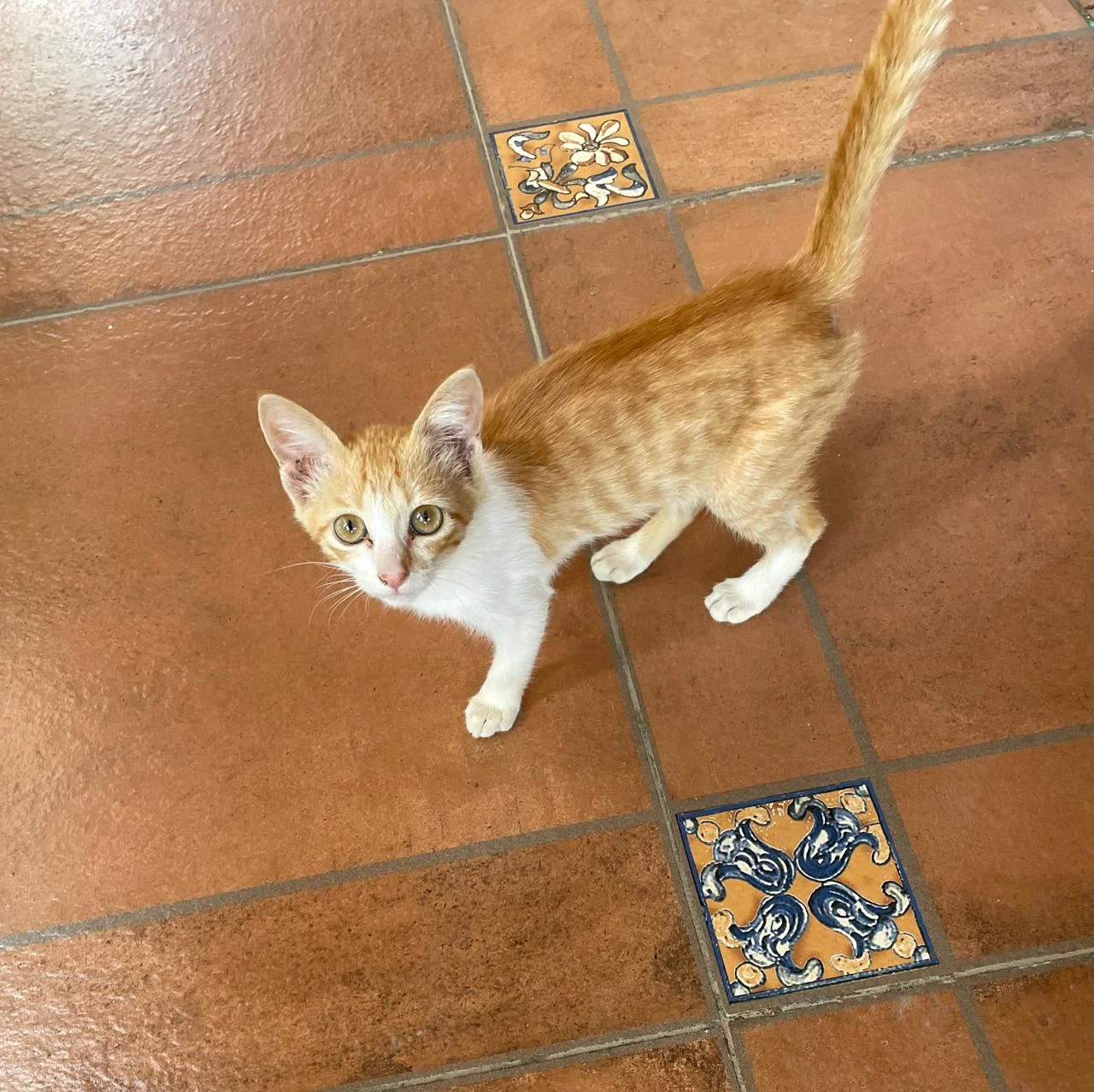 Vinnie is the only one of her litter still here in Bengaluru