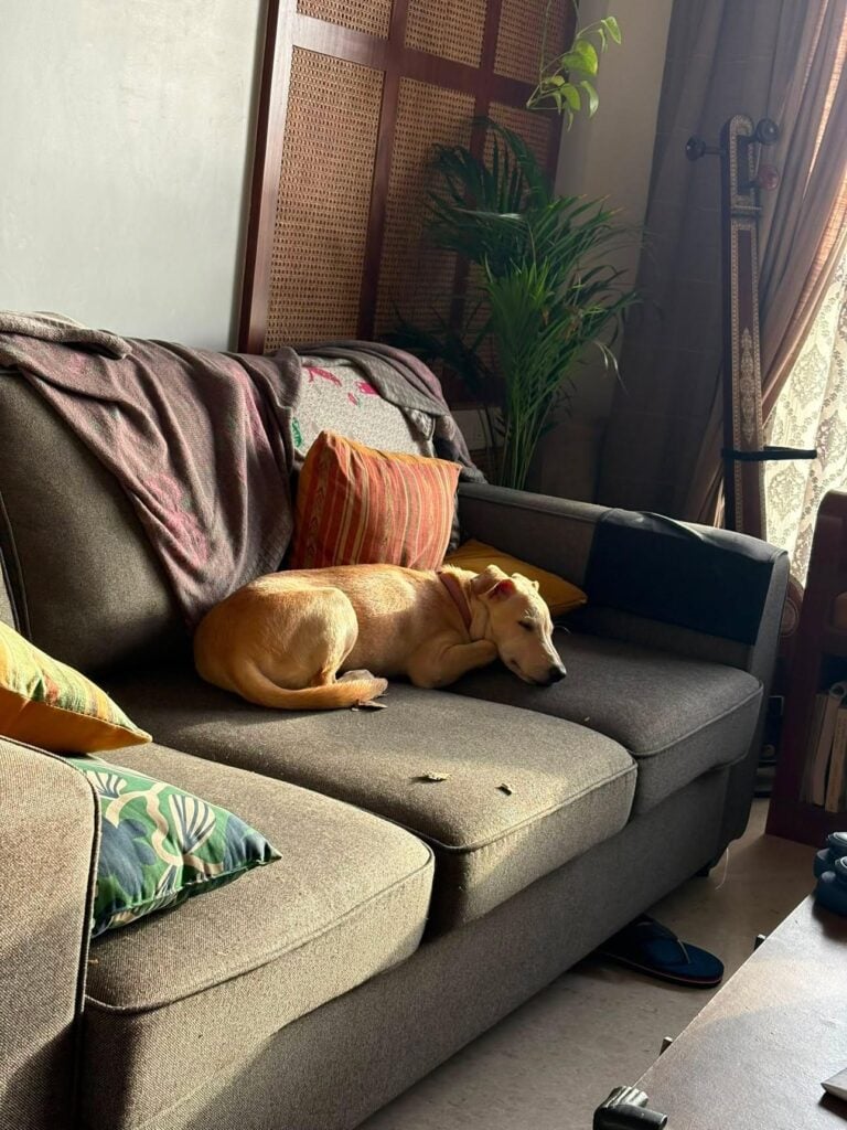Adopt a cutiepie in Mumbai - pet in Mumbai