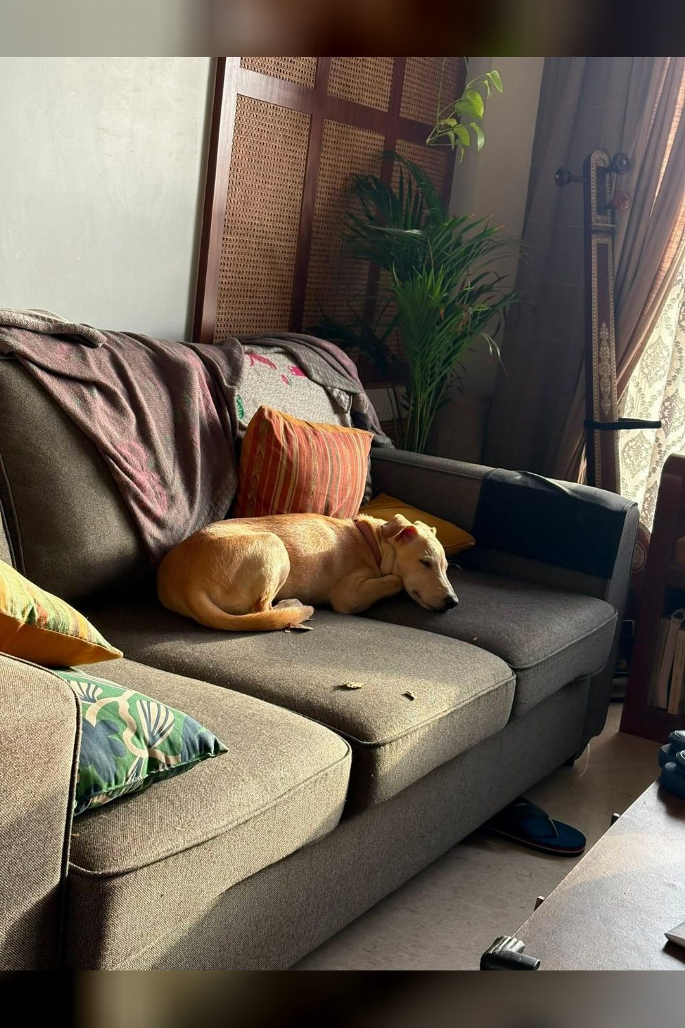Ruby the Indie Pup Is Fully Vaccinated and Ready for a Family — Mumbai