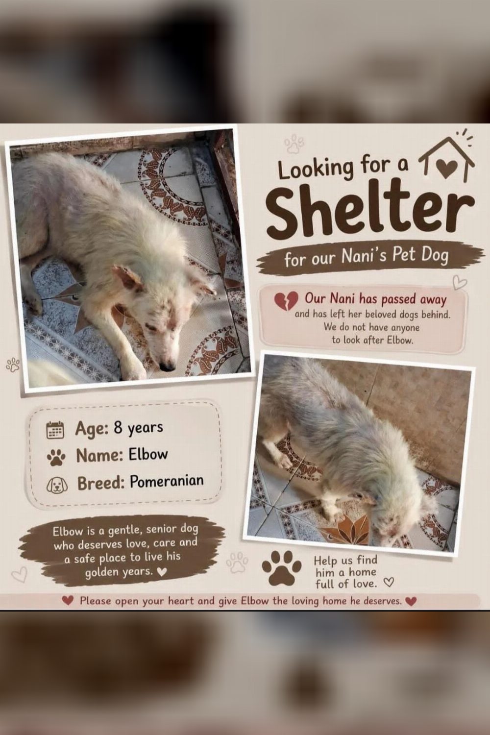 Looking for a Loving Forever Home for Elbow — Delhi NCR