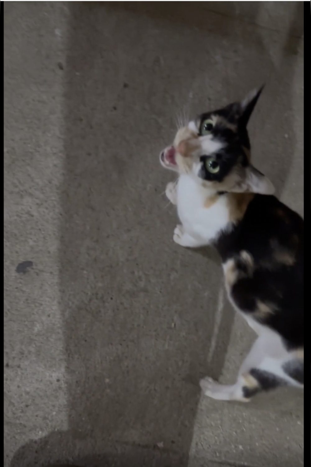 A pregnant calico looking for a home that has seen kittens born before — Bengaluru