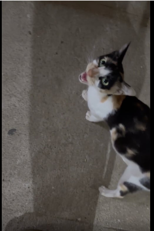 A young calico cat on a bare concrete floor at night, head tipped back and mouth open mid-meow. She is the pregnant nine-month-old in Bangalore looking for a home