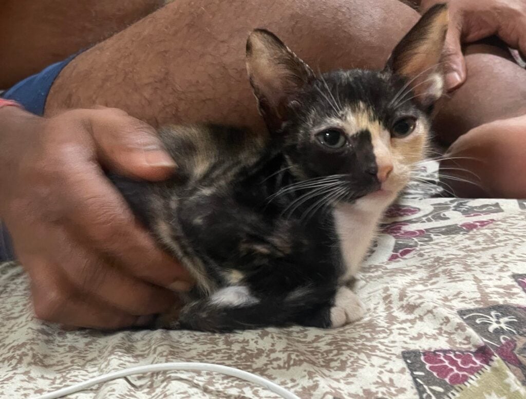 Two calico kitten sisters, one dark tortoiseshell and one with a white face, held together in a person's hands in Borivali, Mumbai