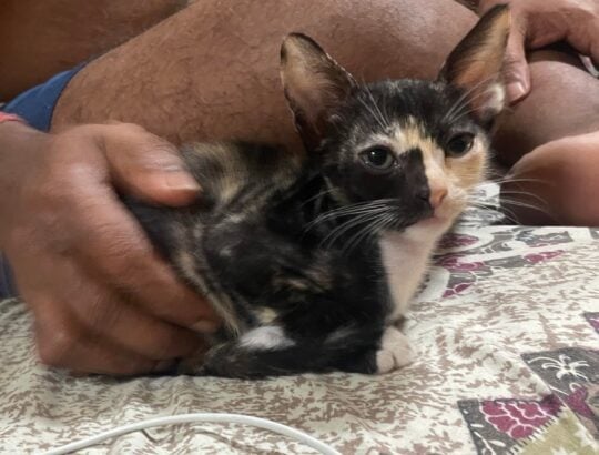 Two calico sisters, two months old, up for adoption in Borivali, adoptable cat in Mumbai