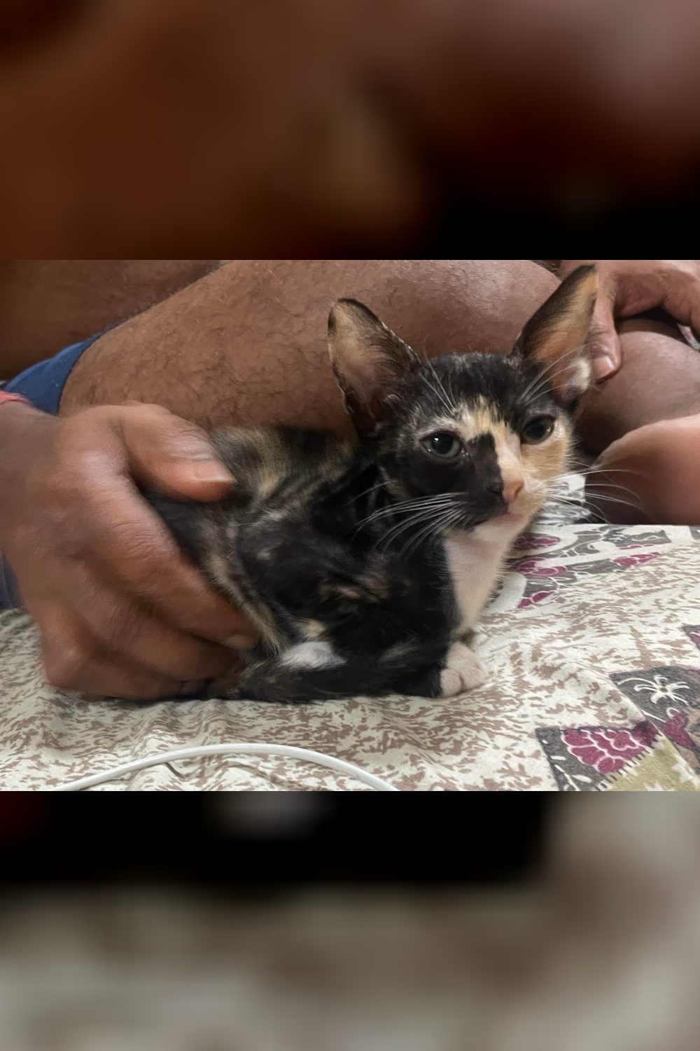 Two calico sisters, two months old, up for adoption in Borivali — Mumbai